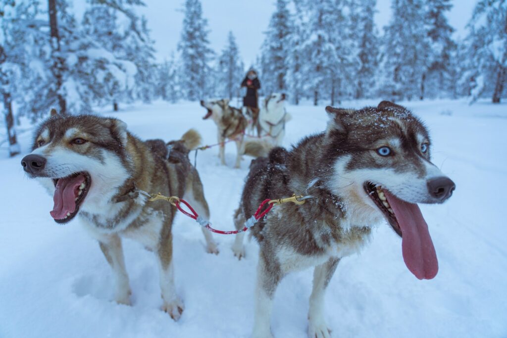 vacances a la montagne chiens de traineau